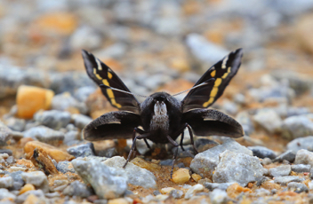 Yucca Giant-Skipper